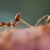 Ants can navigate to any direction even walking backward.