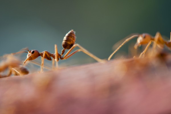 Ants can navigate to any direction even walking backward.