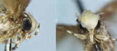This is a close up of the head of the holotype of the new species Neopalpa donaldtrumpi. (Dr. Vazrick Nazari/EurekAlert!)
