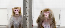 A 2009 image of rhesus monkeys in a landmark study of the benefits of caloric restriction.  (Jeff Miller/University of Wisconsin–Madison)