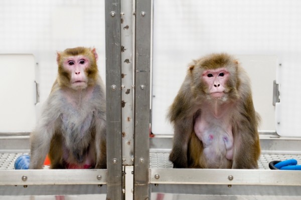 A 2009 image of rhesus monkeys in a landmark study of the benefits of caloric restriction.  (Jeff Miller/University of Wisconsin–Madison)