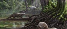 Siamogale melilutra was about the size of a wolf and weighed approximately 110 lbs., almost twice as large as the largest living otters. (Cleveland Museum of Natural History)