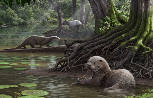 Siamogale melilutra was about the size of a wolf and weighed approximately 110 lbs., almost twice as large as the largest living otters. (Cleveland Museum of Natural History)
