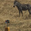 A zebra grazing on the grassy plains gazes at the researchers' chart used for color-calibrating images.