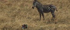 A zebra grazing on the grassy plains gazes at the researchers' chart used for color-calibrating images.