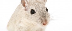 The results of the study holds promise for alleviating the severe shortage of human organs.