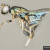 The crypt-keeper wasp, Euderus set. (Ryan Ridenbaugh and Miles Zhang/Rice University)