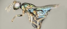 The crypt-keeper wasp, Euderus set. (Ryan Ridenbaugh and Miles Zhang/Rice University)