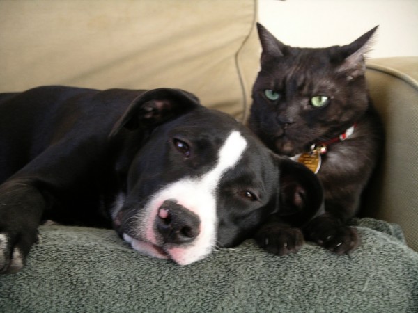 A new study suggests that cats are also intelligent like dogs. (Reader of the Pack / CC BY-ND 2.0)