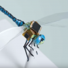 Dragonfly drones