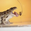 A northern leopard frog catches a cricket 