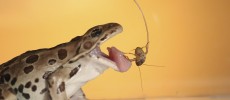 A northern leopard frog catches a cricket 