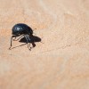 The Namib Desert beetle holds the secret to frost preventing technology.