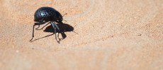 The Namib Desert beetle holds the secret to frost preventing technology.