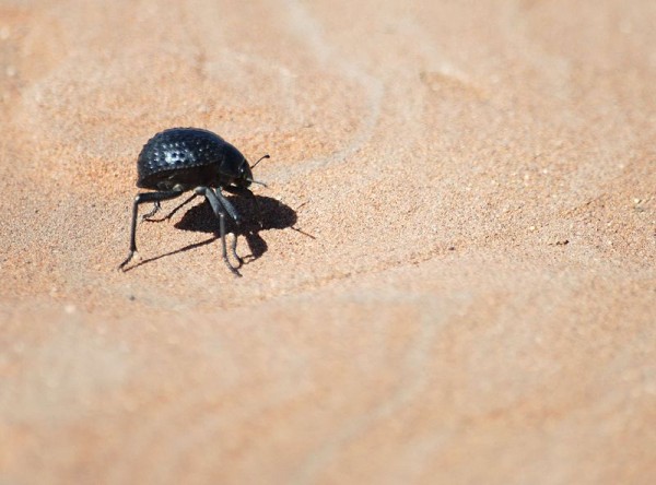 The Namib Desert beetle holds the secret to frost preventing technology.