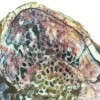 Close up of a cross section of the “Lufengosaurus” rib, showing how the bone was organized around vascular canals that contained blood vessels