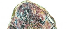 Close up of a cross section of the “Lufengosaurus” rib, showing how the bone was organized around vascular canals that contained blood vessels