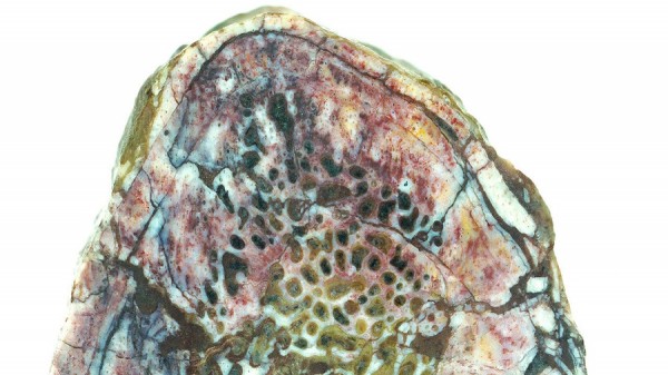 Close up of a cross section of the “Lufengosaurus” rib, showing how the bone was organized around vascular canals that contained blood vessels