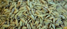 Chinese scientists have developed a disease- and insect-resistant rice using genome-wide breeding chip technology. (YouTube)