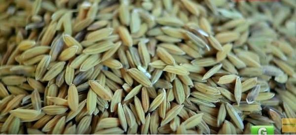 Chinese scientists have developed a disease- and insect-resistant rice using genome-wide breeding chip technology. (YouTube)