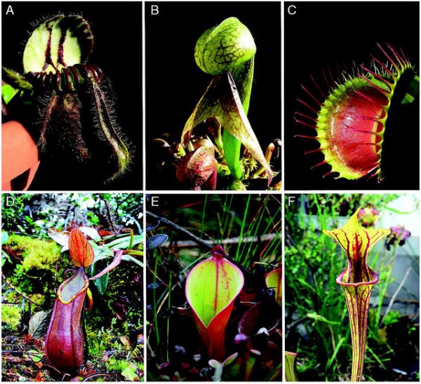 Cephalotus follicularis, the Australian pitcher plant. (microbiologybytes/CC BY-SA 2.0)