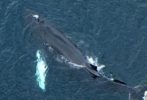 Researchers are now using drones and satellites to track the population of humpback whales. (D. Gordon E. Robertson/CC BY-SA 3.0)