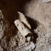 A piece of parchment rolled up in a jug that was being processed for writing, found in a cave on the cliffs west of Qumran by Hebrew University archeaologists.
