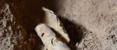 A piece of parchment rolled up in a jug that was being processed for writing, found in a cave on the cliffs west of Qumran by Hebrew University archeaologists.