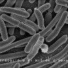 The Salmonella bacteria can be used to fight cancer tumors. (Rocky Mountain Laboratories/NIAID/NIH)