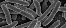 The Salmonella bacteria can be used to fight cancer tumors. (Rocky Mountain Laboratories/NIAID/NIH)