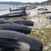 Stranded pilot whales at Farewell Spit, New Zealand