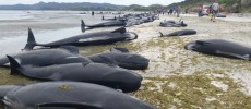 Stranded pilot whales at Farewell Spit, New Zealand