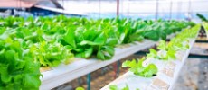 Hydroponic gardening