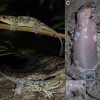 A new species of gecko found in Madagascar has massive scales which tear away leaving its raw skin exposed. (Scherz MD, Daza JD, Köhler J, Vences M, Glaw F./CC BY-SA 4.0)