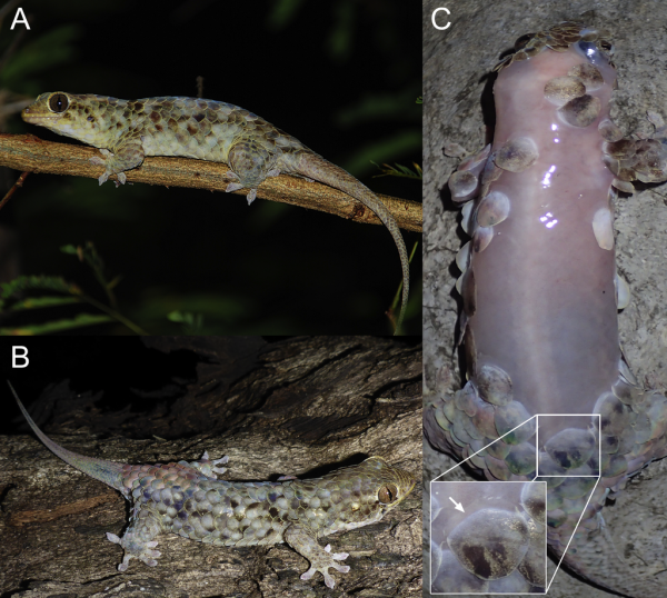 A new species of gecko found in Madagascar has massive scales which tear away leaving its raw skin exposed. (Scherz MD, Daza JD, Köhler J, Vences M, Glaw F./CC BY-SA 4.0)