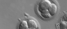  Despite garnering critical scrutiny, the method of altering disease genes among adult human cells through CRISPR-Cas9 has received significant support. (ZEISS Microscopy/CC BY-SA 2.0)