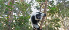 Facial Recognition Software for Lemurs.