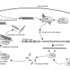 CRISPR Patent (WIkimedia Commons)