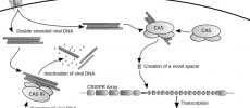 CRISPR Patent (WIkimedia Commons)