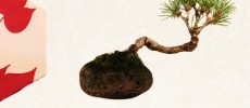 This floating Air Bonsai is handcrafted by the Hoshinchu Air Bonsai Garden.