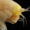 The head of the voracious scavenging amphipod Hirondellea gigas. (Alan Jamieson, Newcastle University)