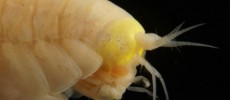 The head of the voracious scavenging amphipod Hirondellea gigas. (Alan Jamieson, Newcastle University)