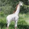 Meet Omo, the white giraffe of Tanzania.