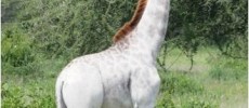 Meet Omo, the white giraffe of Tanzania.