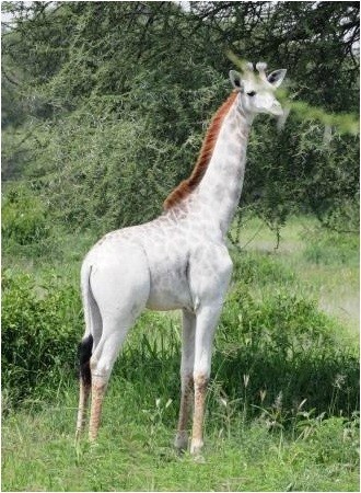 Meet Omo, the white giraffe of Tanzania.