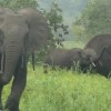 Forest elephants in Gabon’s Minkébé National Park.