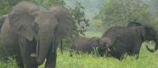 Forest elephants in Gabon’s Minkébé National Park.