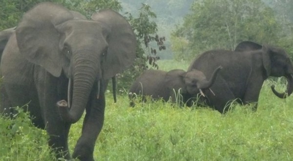 Forest elephants in Gabon’s Minkébé National Park.