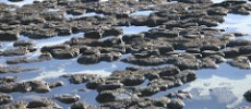 Stromatolites