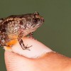 Newly discovered miniature frog species in India measures 0.5 inches. (Sd Biju/University of Delhi)